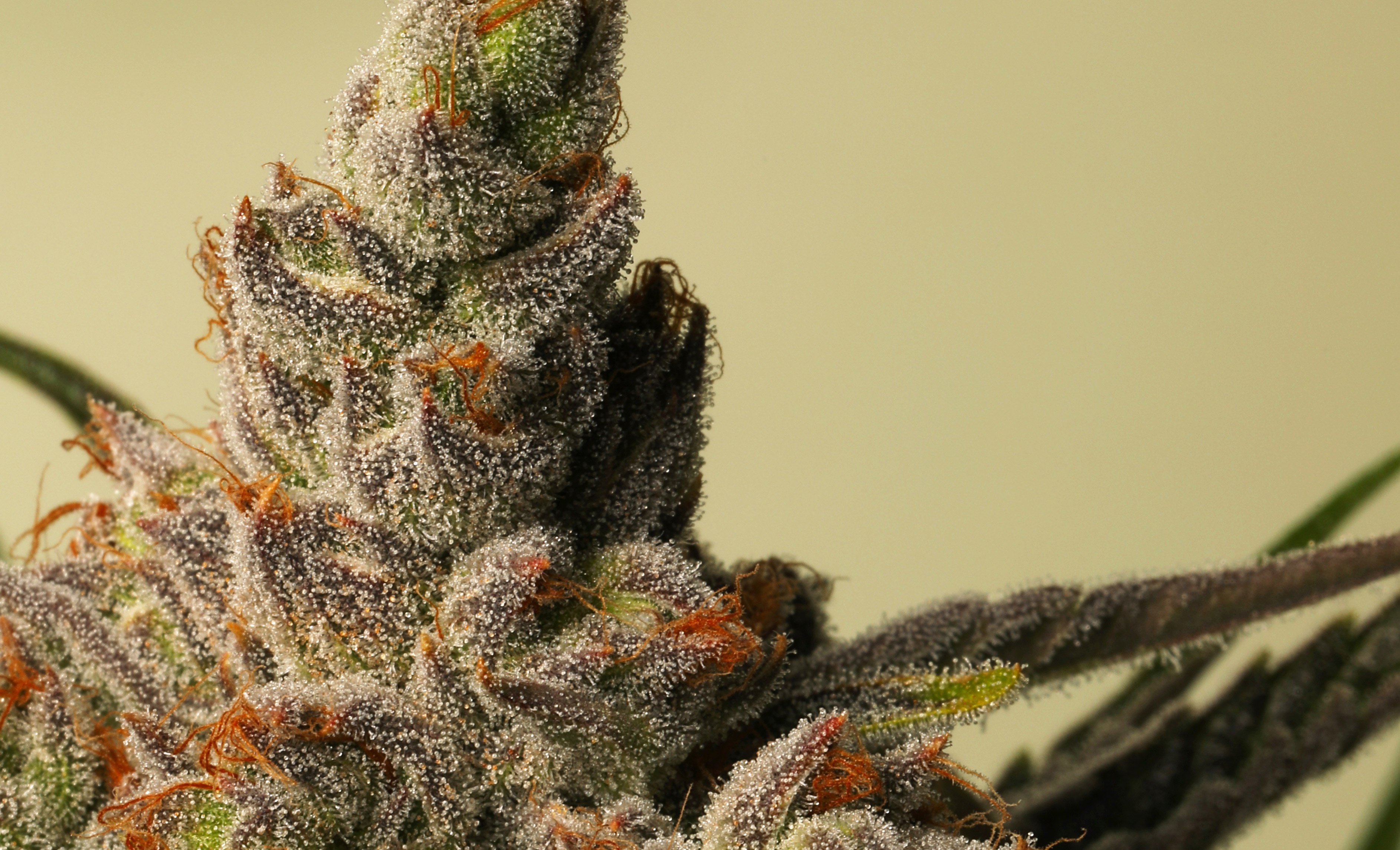 Seed & Smith brand page image