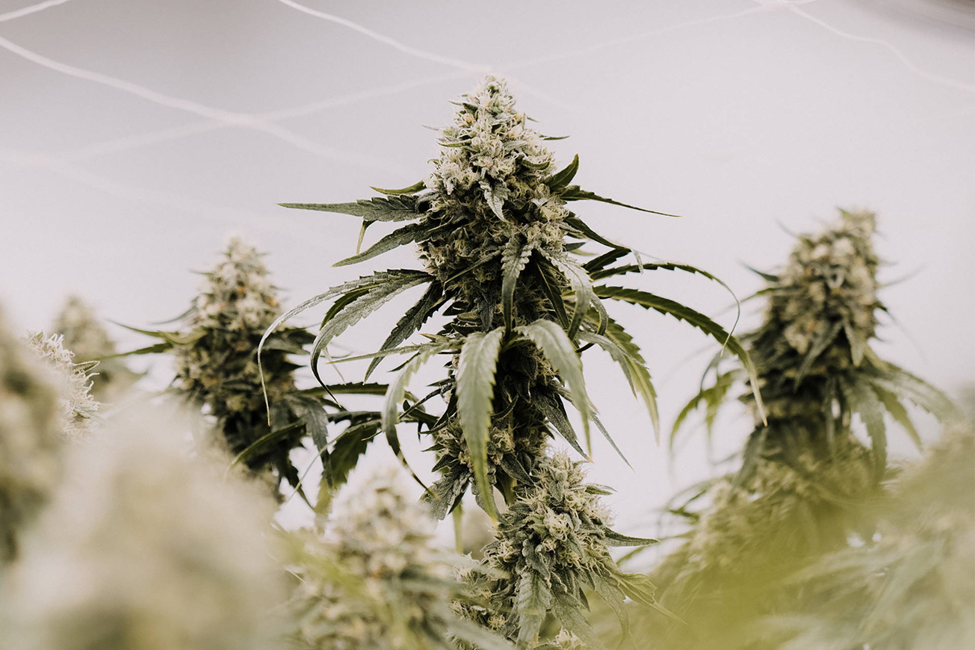 Mohave Cannabis Co. brand page image